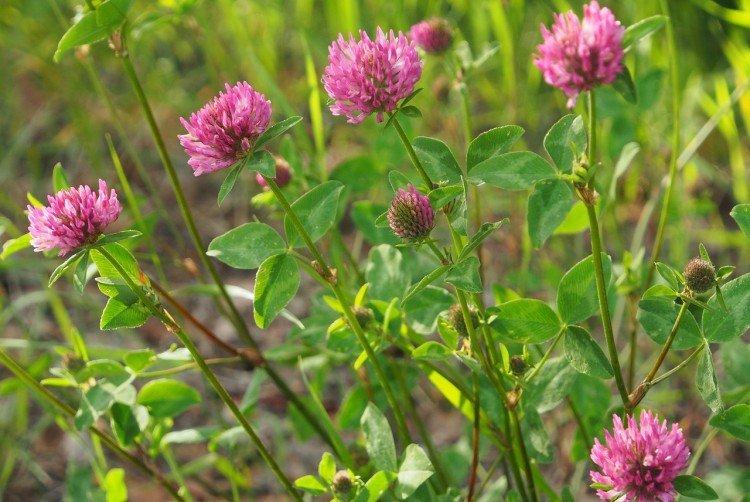 Клевер - Луговые и полевые цветы