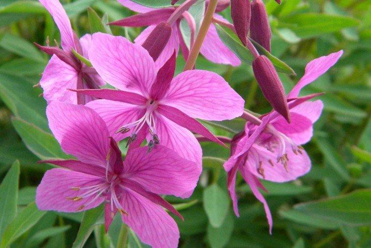 Кипрей - Луговые и полевые цветы