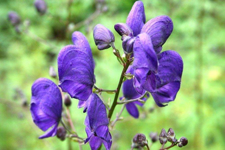 Аконит - Луговые и полевые цветы