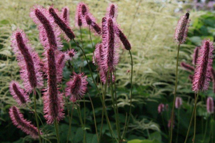 Кровохлебка - Луговые и полевые цветы