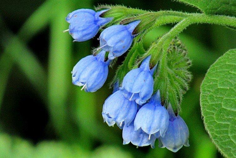 Окопник - Луговые и полевые цветы