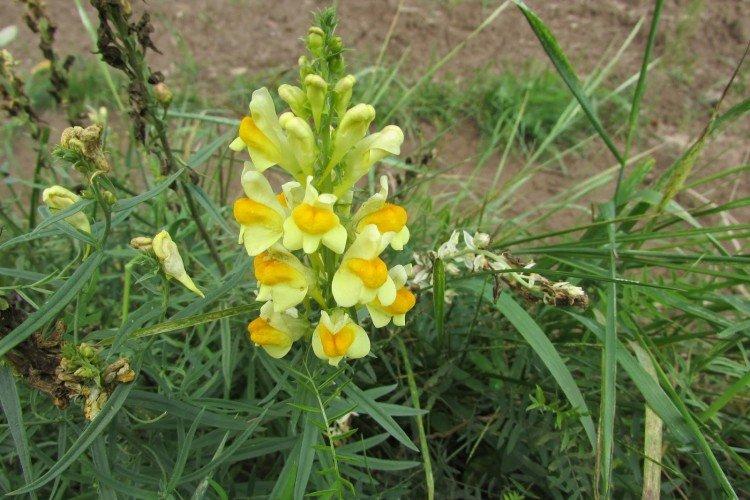 Льнянка - Луговые и полевые цветы