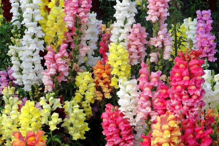 Общая информация - Львиный зев