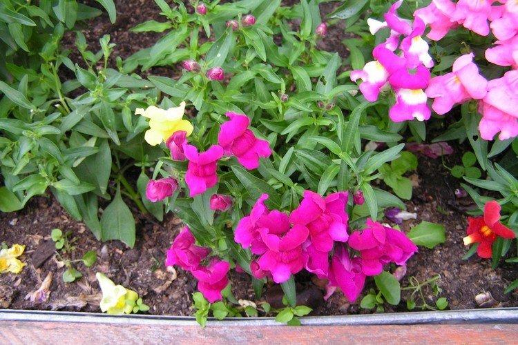 Полив - Уход за львиным зевом