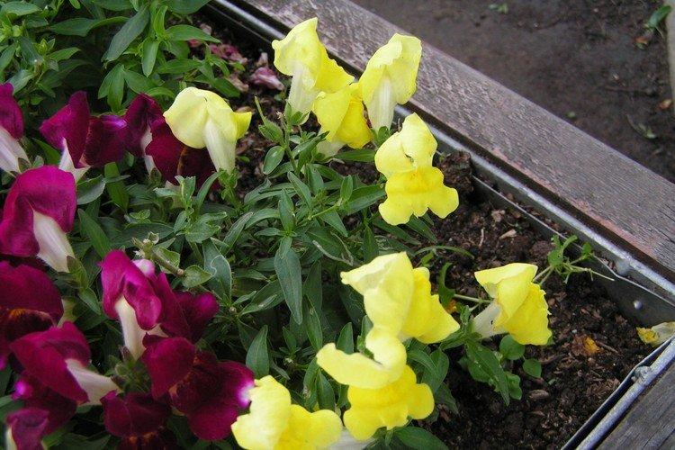 Почва - Уход за львиным зевом