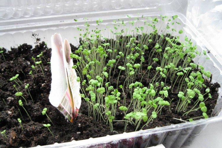 Пересадка и размножение - Уход за львиным зевом