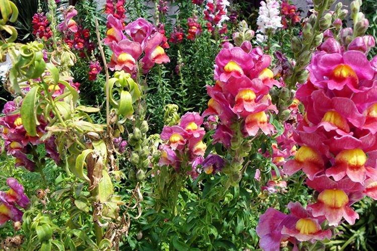 Борьба с вредителями и болезнями - Львиный зев