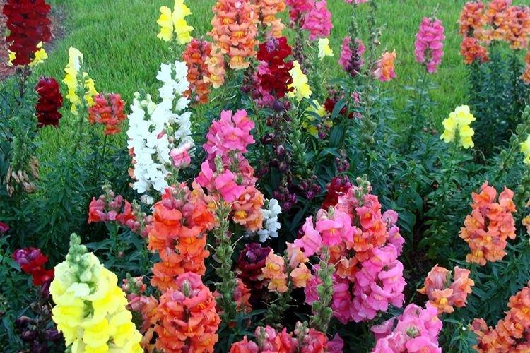 Львиный зев - фото