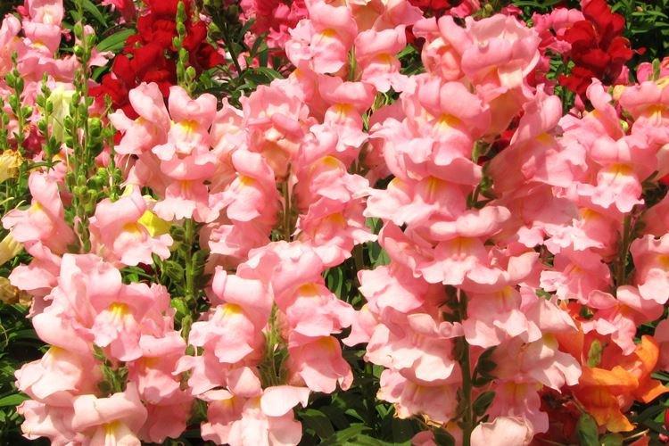 Львиный зев - фото