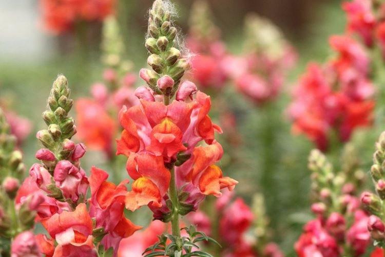 Львиный зев - фото