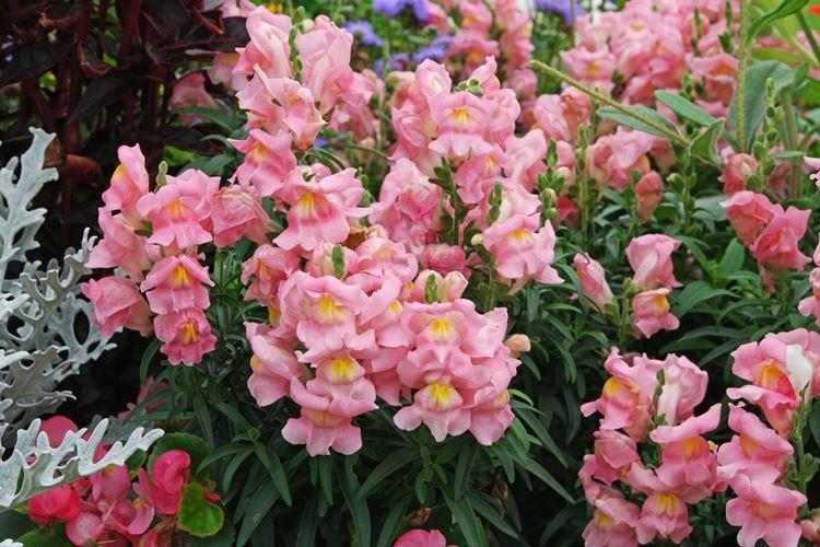 Львиный зев - фото