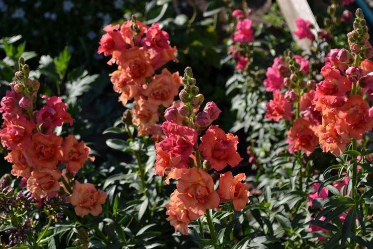 Львиный зев - фото