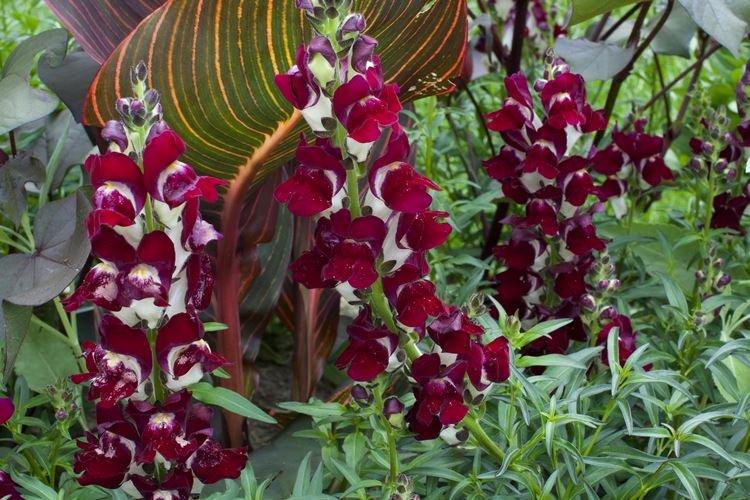 Львиный зев - фото