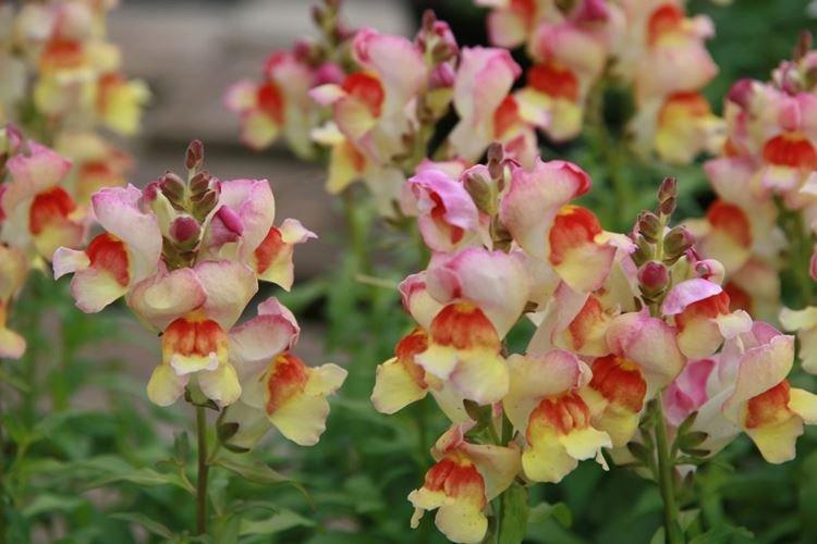 Львиный зев - фото