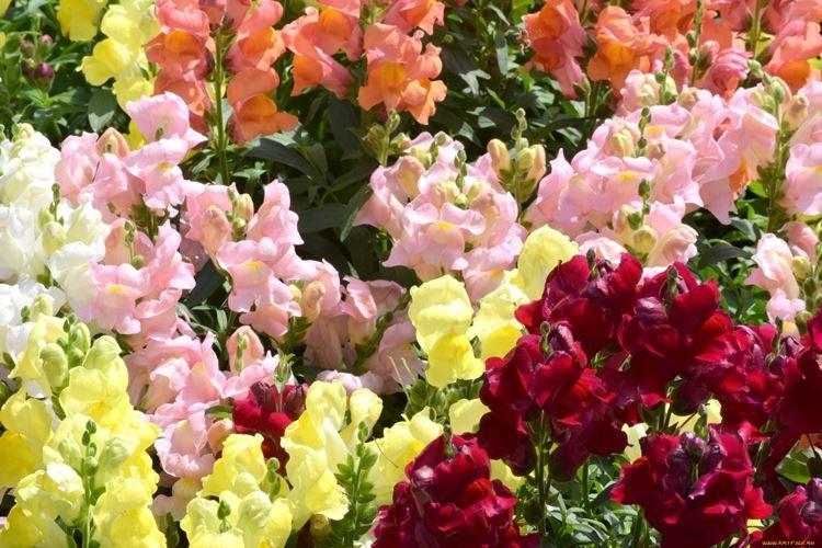 Львиный зев - фото