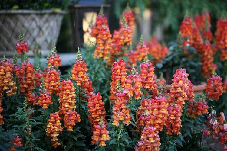 Львиный зев - фото