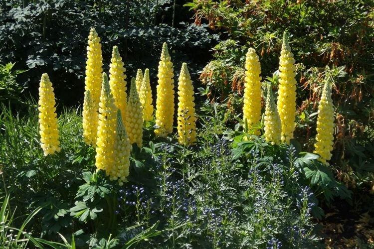 Желтый люпин