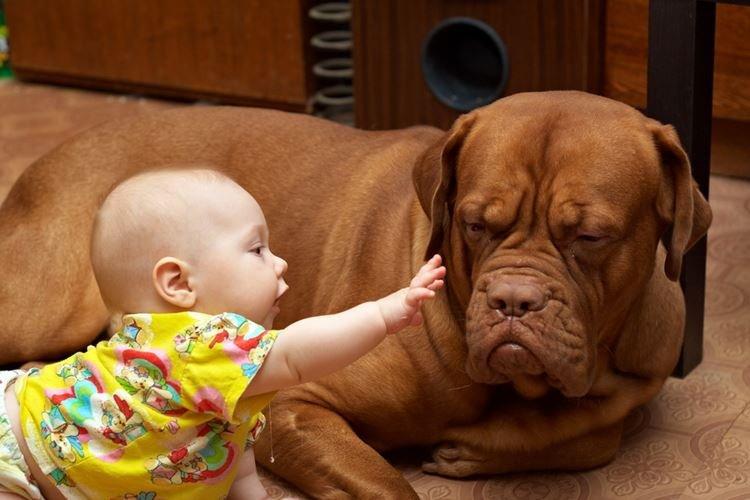 Хозяин, кажется, мы так не договаривались - Маленькие дети и их большие собаки