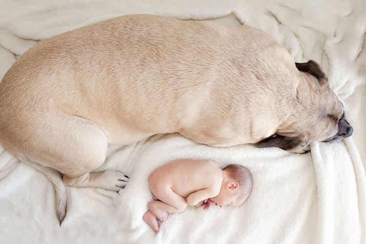 Тихий час - Маленькие дети и их большие собаки