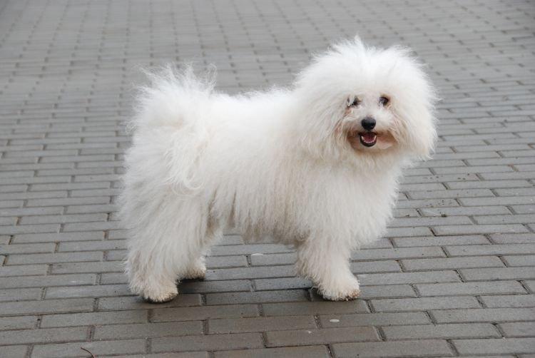 Болоньез - Маленькие породы собак для квартиры