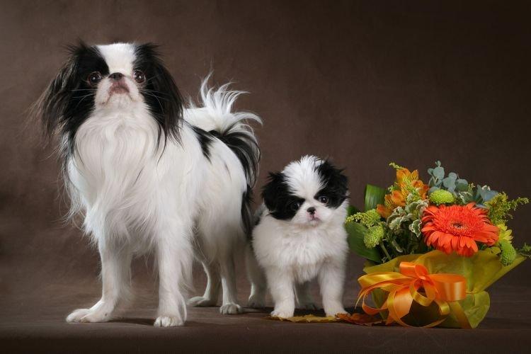 Японский хин - Маленькие породы собак для квартиры