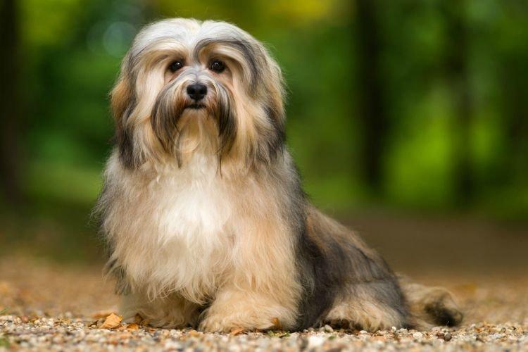 Гаванский бишон - Маленькие породы собак для квартиры