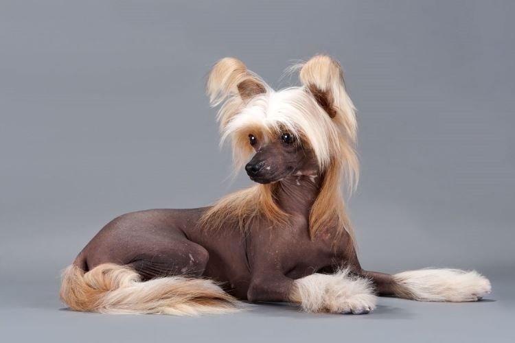 Китайская хохлатая - Маленькие породы собак