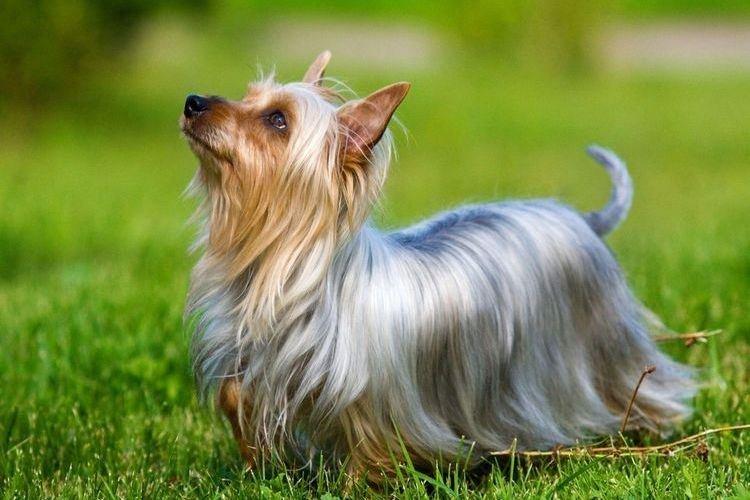 Австралийский шелковистый терьер - Маленькие породы собак