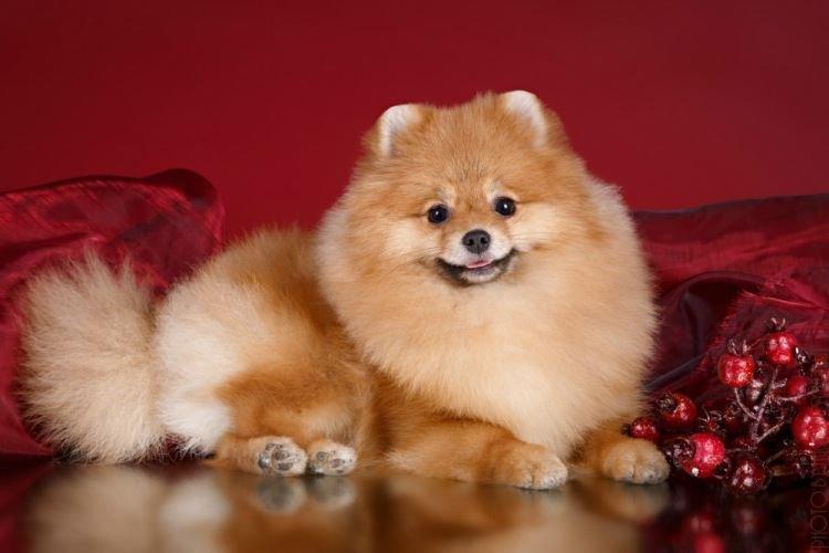 Померанский шпиц - Маленькие породы собак