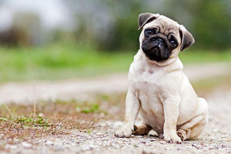 Мопс - Маленькие породы собак