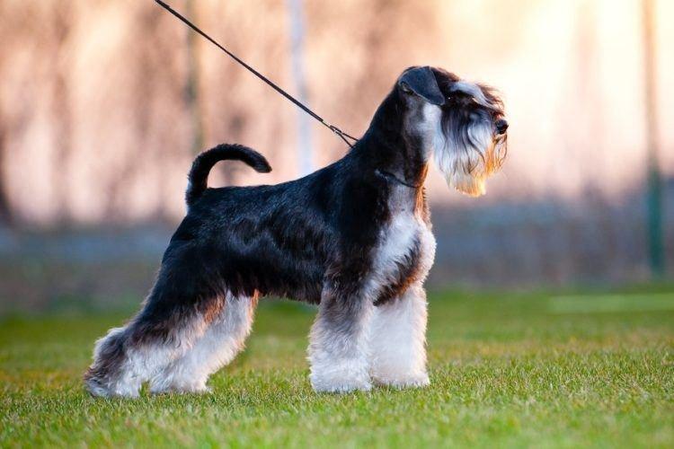 Цвергшнауцер - Маленькие породы собак