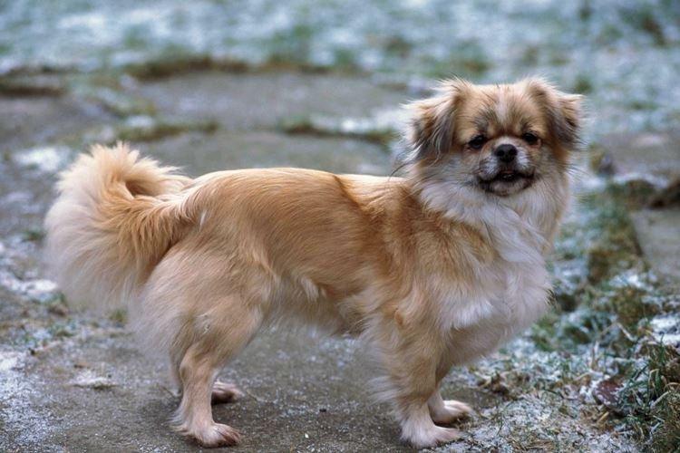 Тибетский спаниель - Маленькие породы собак