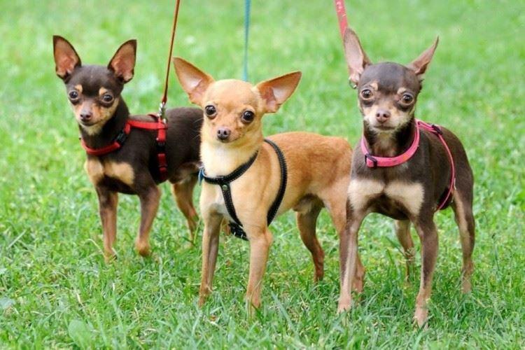 Русский той - Маленькие породы собак
