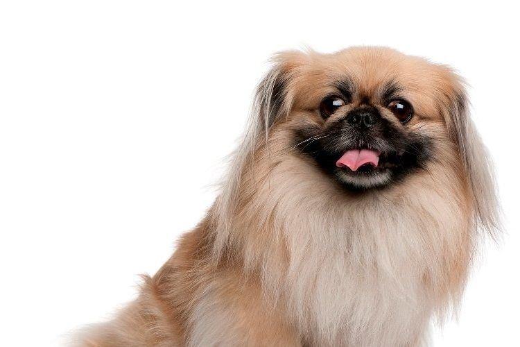 Пекинес - Маленькие породы собак