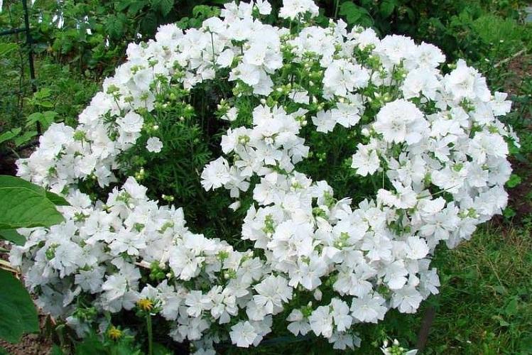 Общая характеристика - Мальва