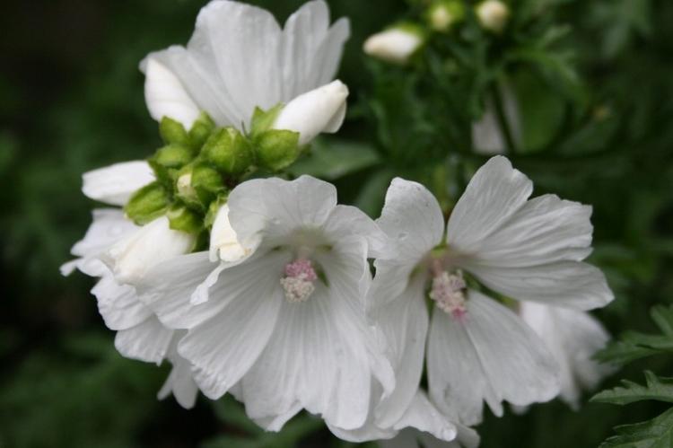 Мальва мускусная - Виды мальвы