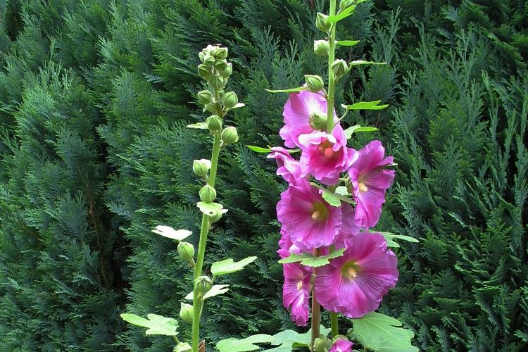 Мальва морщинистая - Виды мальвы