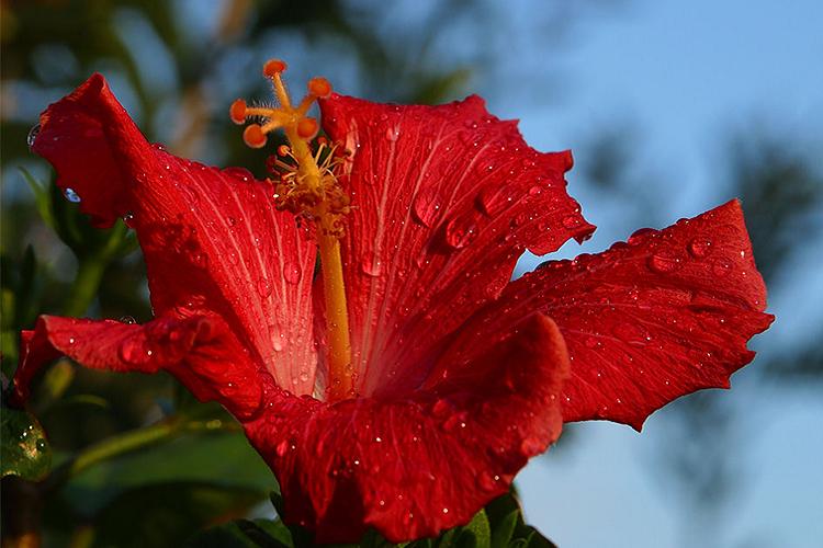 Мальва суданская - Виды мальвы