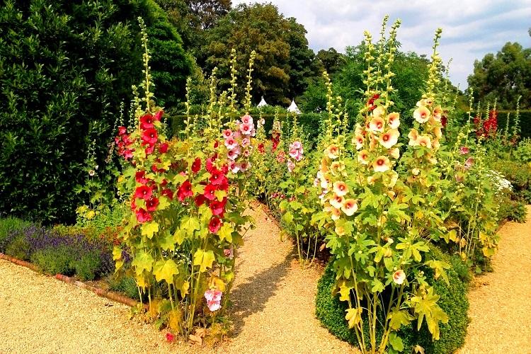 Правильное место для посадки - Уход за мальвой