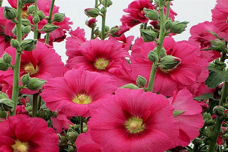 Почва - Уход за мальвой