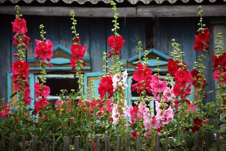 Черенкование - Размножение и посадка мальвы