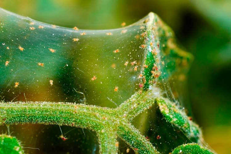 Болезни и вредители - Мальва