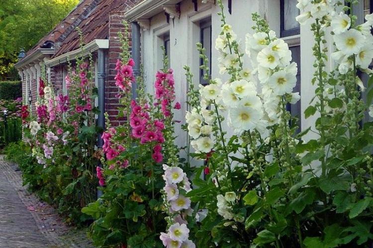 Мальва - фото