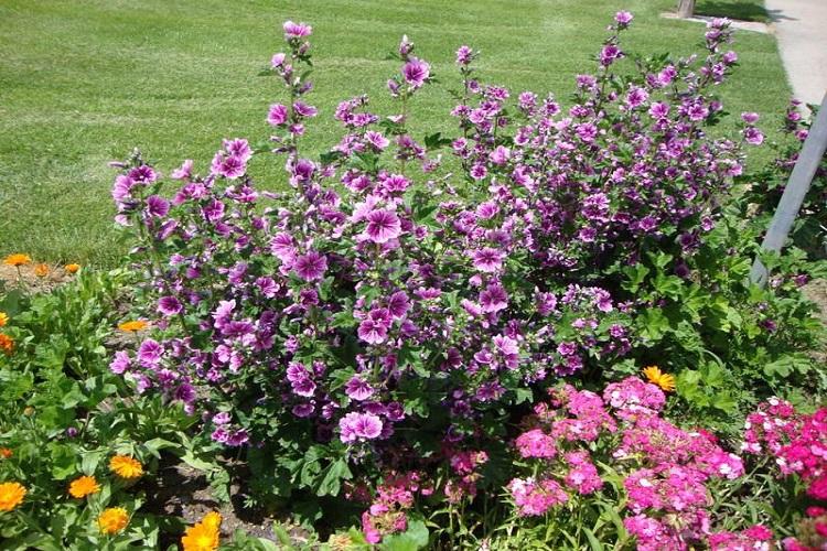 Мальва - фото