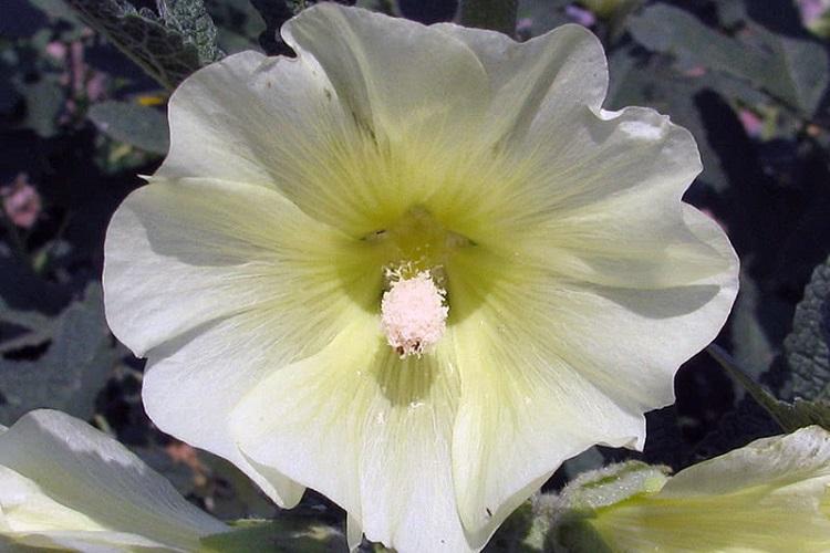 Мальва - фото