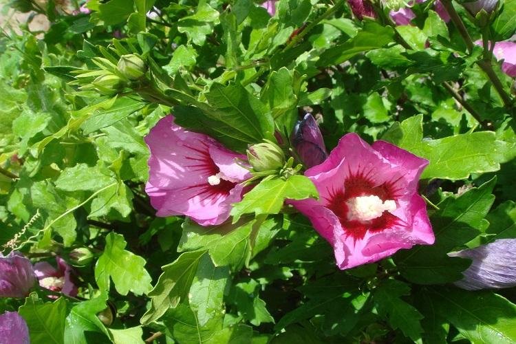 Мальва - фото