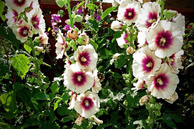 Мальва - фото