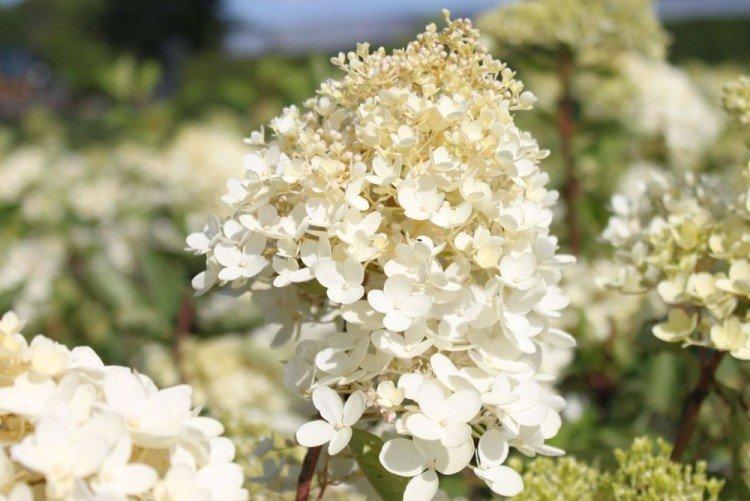 Гортензия метельчатая Грандифлора