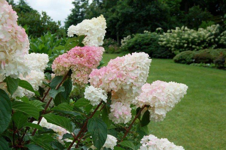 Освещение - Уход за метельчатой гортензией