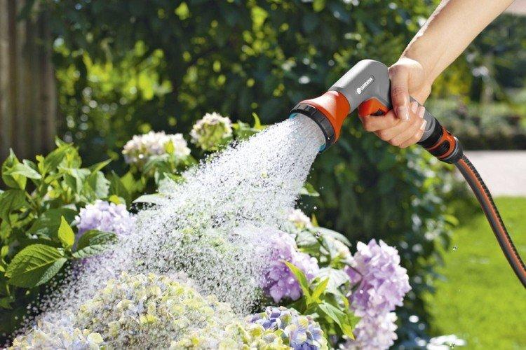 Полив - Уход за метельчатой гортензией